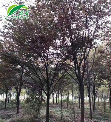 無塵室作業(yè)