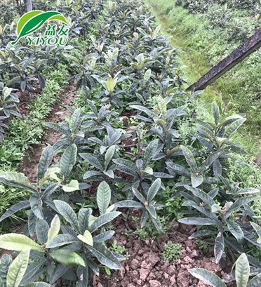 木箱包裝