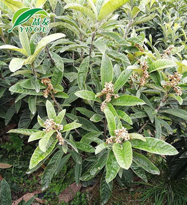 木箱包裝
