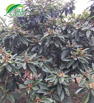 木箱包裝